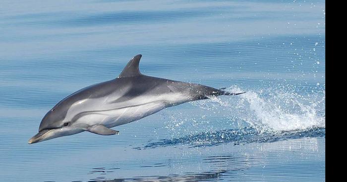 Deux dauphins dans le canal de L'Ourq