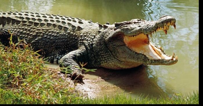 Le Crocodile de Cuba ? Une espèce rare désormais disparue ...