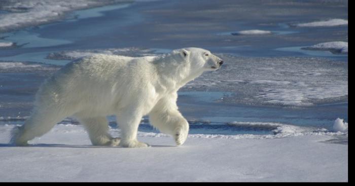 Un ours Polaire en Outaouais !!!