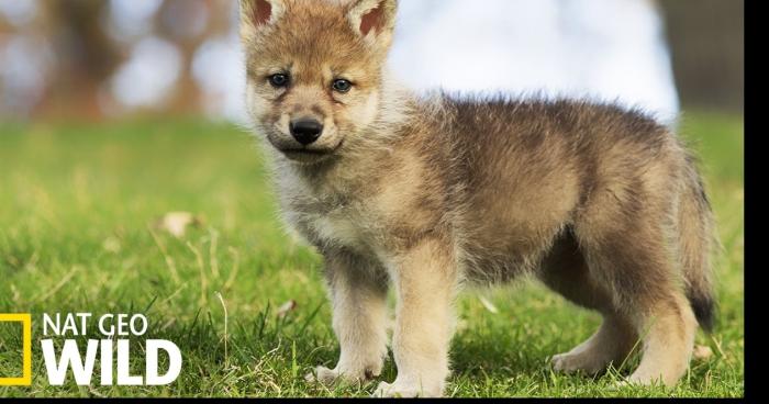 Un bébé loup percuter et retrouvé mort à Champlite