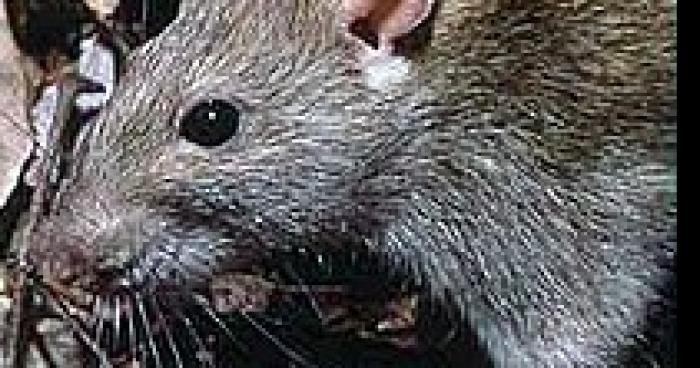 Des rats au College Enseignement Secondaire Souhait