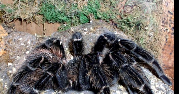 Incroyable Invasion de Mygales en Languedoc