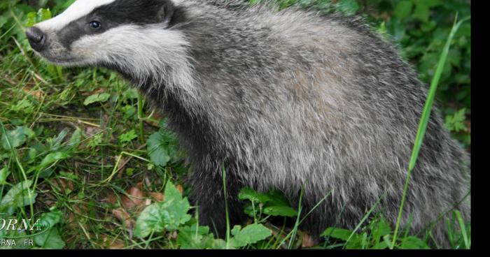 Jordan Schmitt retrouvé après 5 ans d'hibernation