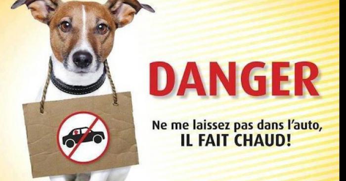 Les chiens auraient chaud dans les voitures !