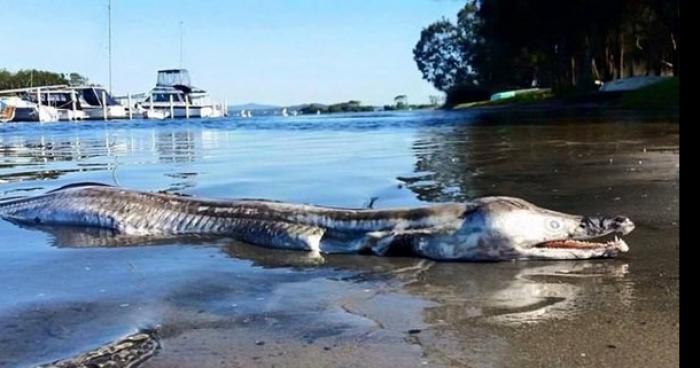 Mais quelle est cette créature marine ?