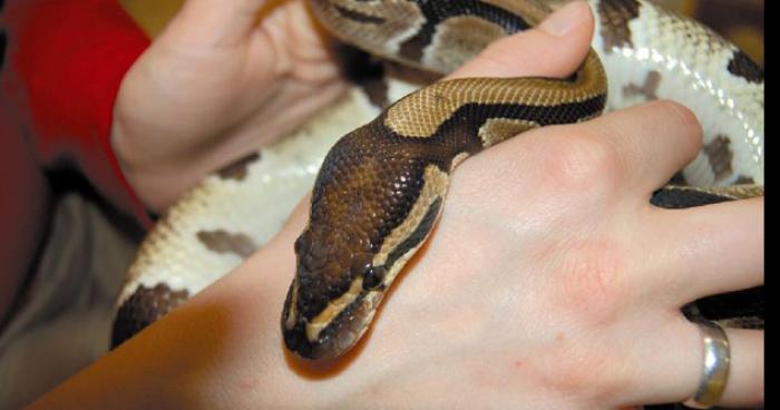 Un serpent venimeux à était retrouvé à la gare de Charleroi en Belgique