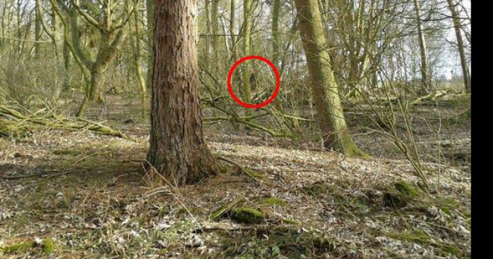 Un bigfoot trouvé dans la forêt de fontaine-fourches