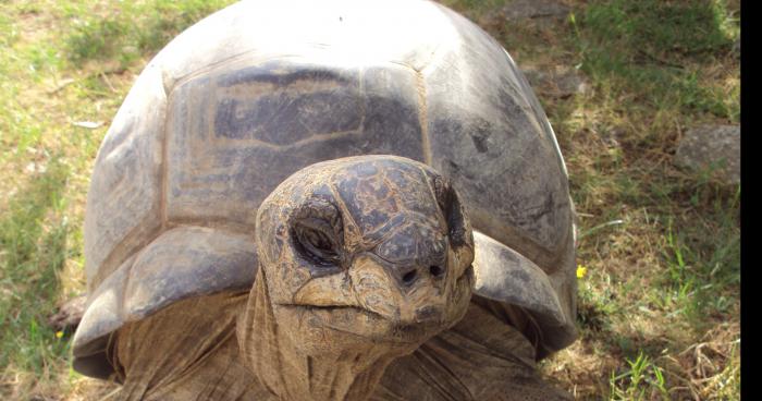 Une tortue géante attaque Fos sur mer