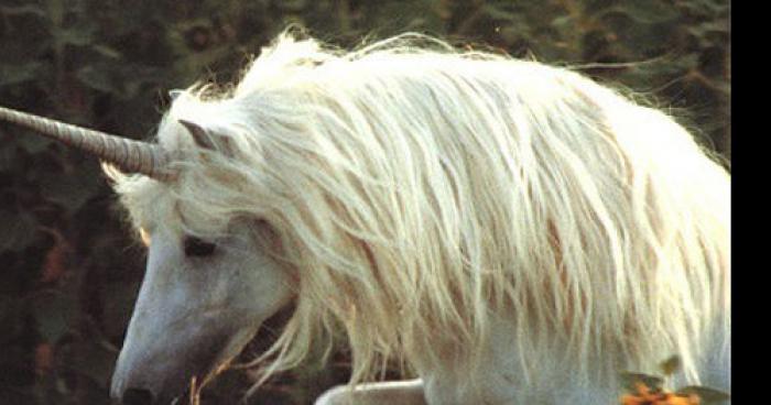 Une Licorne à été vu pas loin des campagne de Grenoble