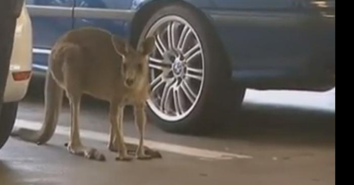 Un kangourou a été vu sur Houdain