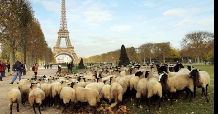 Les Moutons Français appellent à une manifestation qui finira au Champ-de-Mars le 1er semptembre prochain