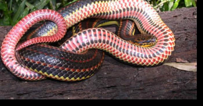 Serpent vivant trouvé dans salade à Toulouse