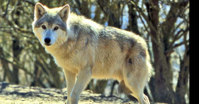 Insolite un loup à été vu à Fosses la ville!!