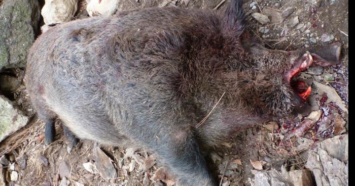 Un sanglier de 184 Kg tuer par une jeune chasseur a cubry les faverney