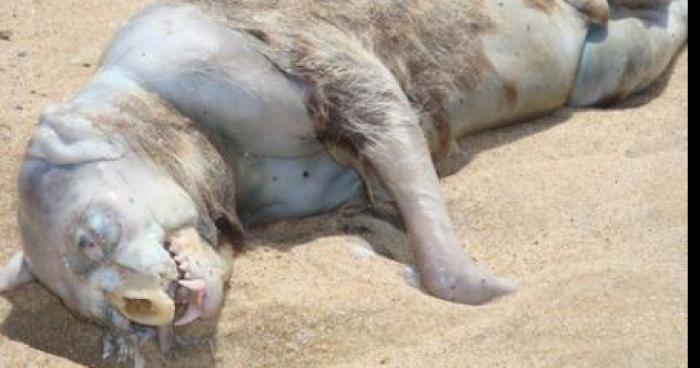 Espèce inconnue découverte sur une plage en Bretagne