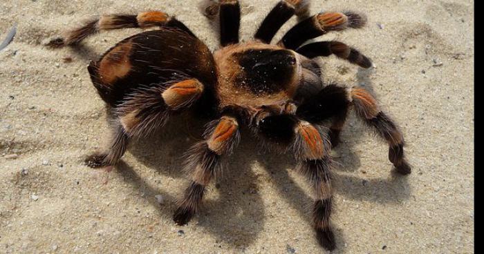 Une mygale retrouvée dans un supermarché du quartier de Mont Gaillard, au Havre