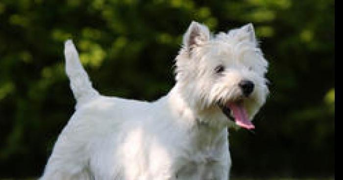 Le West Highland Terrier maintenant dans la famille des Caniches