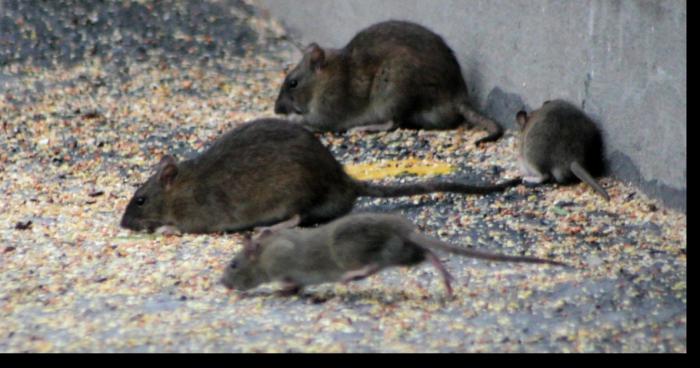 L’invasion de rongeur a jemappes