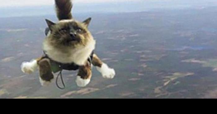 Chat volant