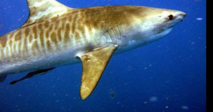 Le requin tigre de Biarritz sur la côte méditerranéenne !