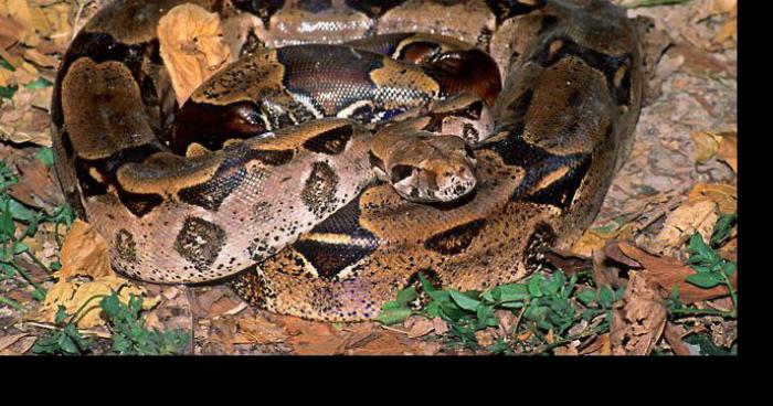 Momignies: un Boa de 4 mètres s'est échappé de chez un habitant !