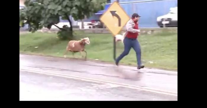 Un homme ataqué par une chèvre