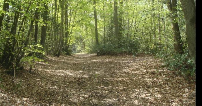 Des kilos de cocaïne retrouvés dans un bois à saint Germain le vasson