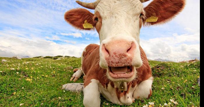 UNE VACHE ERRANTE AUX PORTES DE CARREFOUR SUR RILLIEUX-LA-PAPE