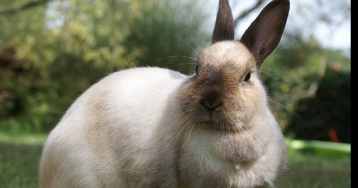 Un zoophile recherché par la Gendarmerie dans les Deux-Sèvres