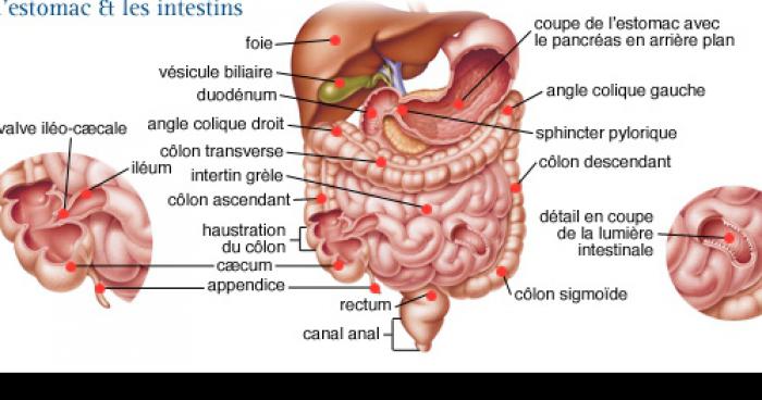 Cligner des yeux est mauvais pour la digestion et la science le prouve en vidéo