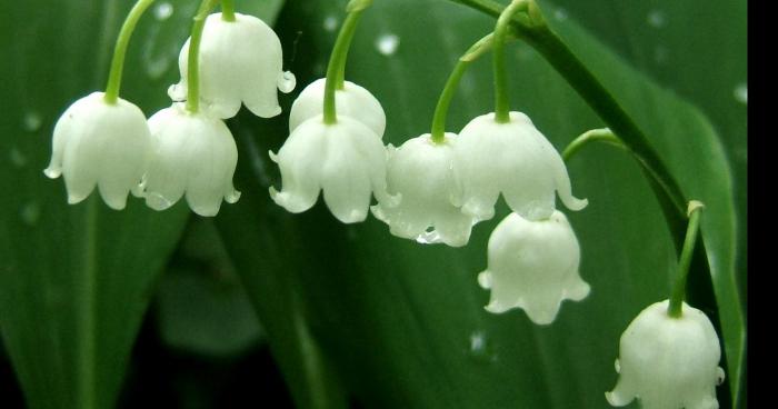 Du muguet a étais retrouver décédé sur la route