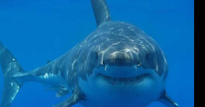 Requin retrouve sur le balcon d une residence  a barcares