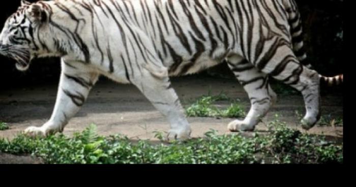 Un tigre blanc s'est échappé du zoo de Maubeuge.