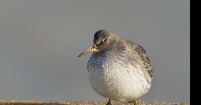 Ces oiseaux qui ont le mal de voyager