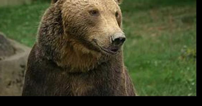 Un ours dans un gite