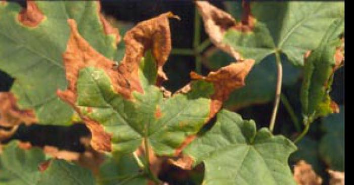 Une mutation chez l'agrile du frêne qui attaque maintenant l'érable à sucre