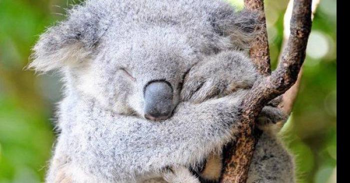 Koala cherche arbre