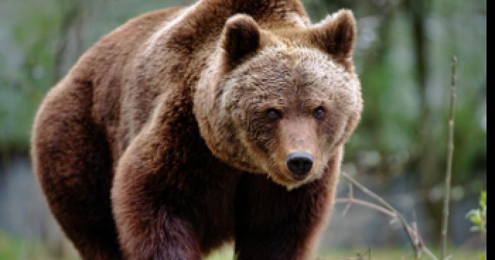 Un ours à Esnandes