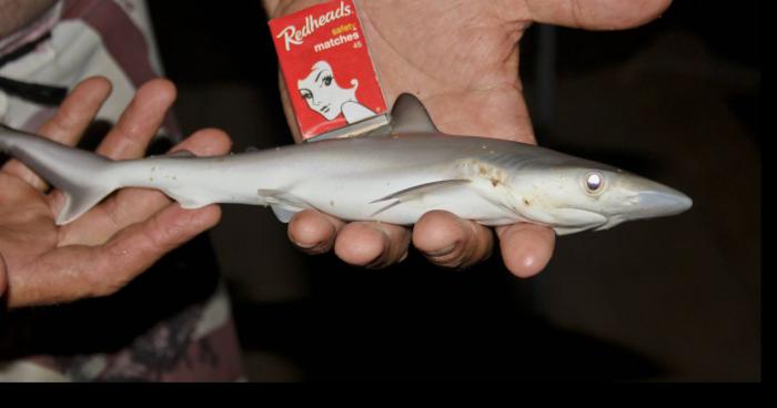 Requin-Moustique en Corse