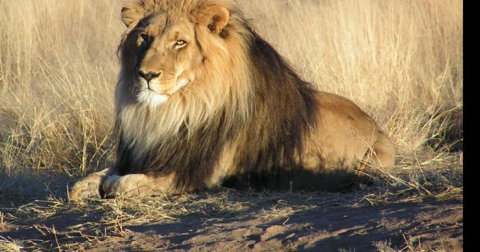 Un lion licencié au club de foot de Fresnes met un tripplé