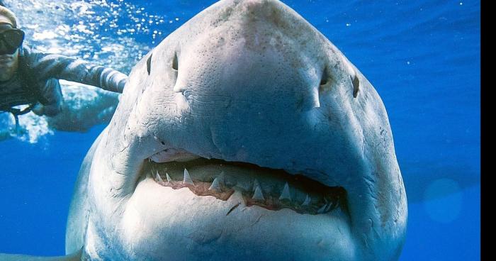 DANGER ! Requin blanc sur la plage de l’Almanarre