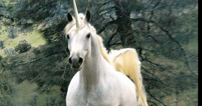 Une licorne aperçu dans une forêt du Loir-Et-Cher !