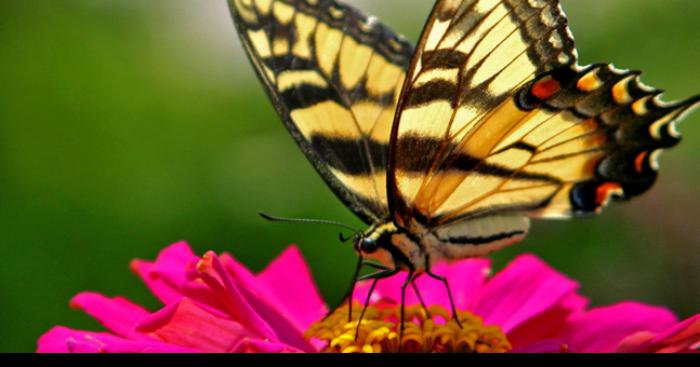 Théo Dalmat a tué un papillon