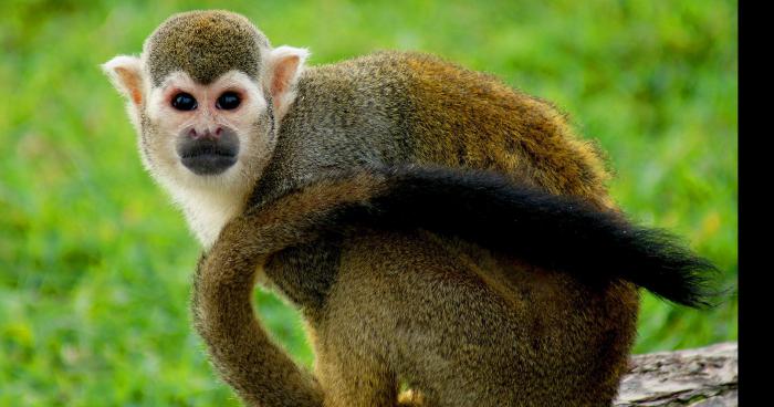 Sofia et Mélanie ont volé un singe ils sont recherché