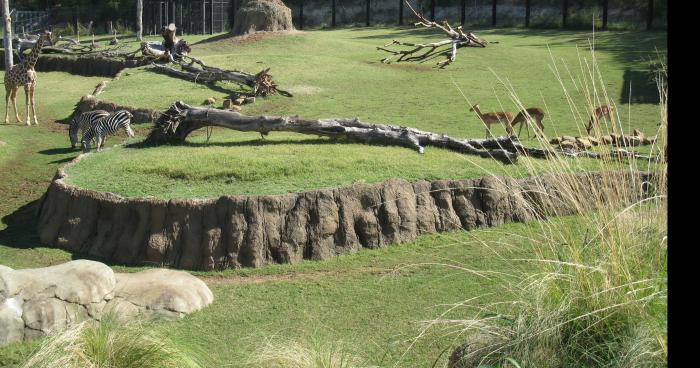 Sachou au Zoo