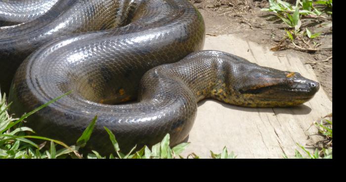 Serpent géant dans la nature