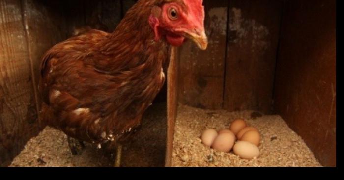 Une poule constipée pondrait des oeufs durs