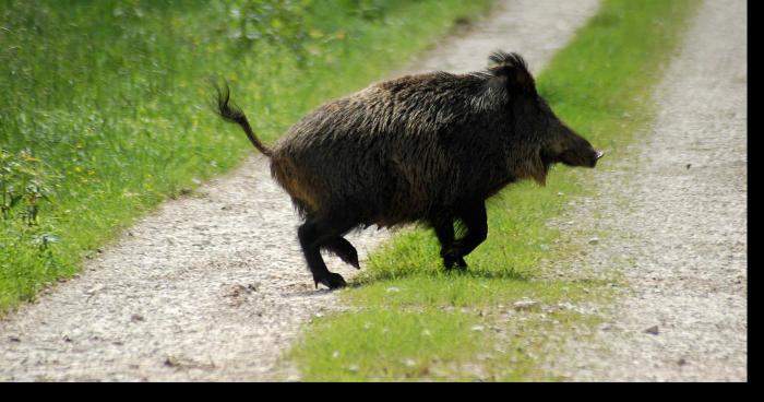 Horde de sangliers en fuite sur Aywaille