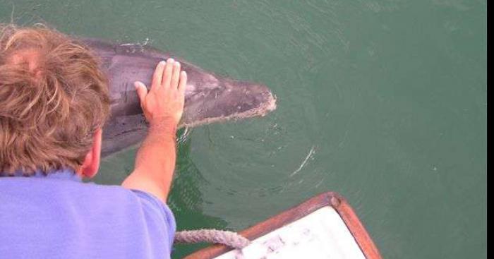 Fait divers : Échoué il se fait adopter par des dauphins et rentre en surf