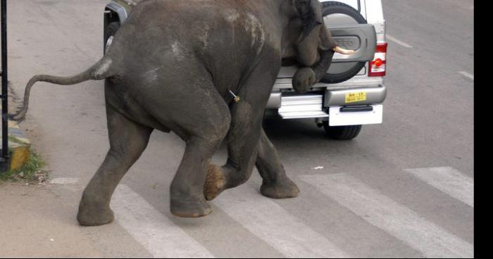 Incroyable un éléphant en ville !!